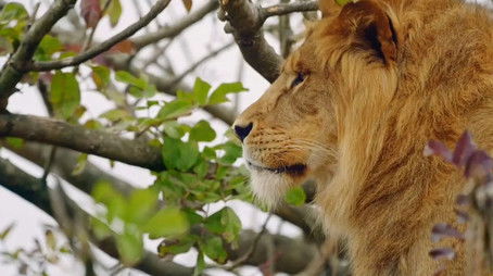 Lion Cubs (2022) - Episode 1 poster and promotional image