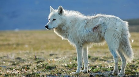 White Falcon, White Wolf (2008) - Episode 1 poster and promotional image