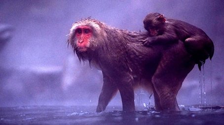 Snow Monkeys (2009) - Episode 12 poster and promotional image