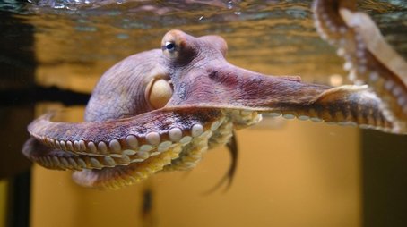 Octopus: Making Contact (2019) - Episode 1 poster and promotional image