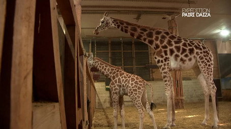 Expédition Pairi Daiza Сезон 1