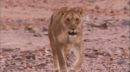 Desert Lions (2007) - Episode 14 poster and promotional image