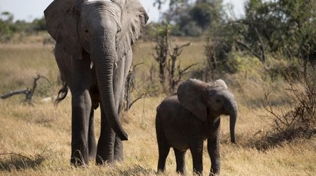 Naledi: One Little Elephant (2017) - Episode 1 poster and promotional image