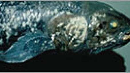 Lost Roman Treasure (2002) - Episode 3 poster and promotional image