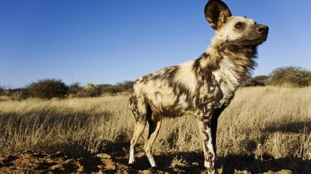 The Story of an African Wild Dog (None) - Episode 17 poster and promotional image