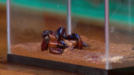 Nursing & Insects (2020) - Episode 2 poster and promotional image