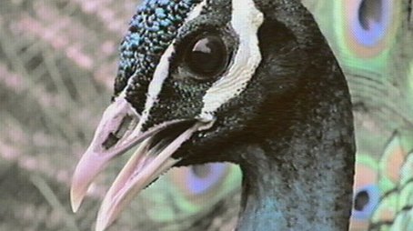 Inside the Animal Mind Part One: Are Animals Intelligent? (2000) - Episode 6 poster and promotional image