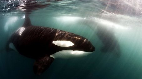 Killer Whales: Up Close and Personal (2000) - Episode 6 poster and promotional image
