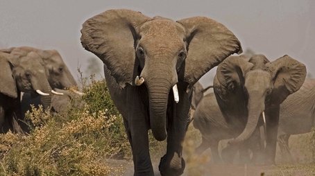 Soul of the Elephant (2015) - Episode 4 poster and promotional image