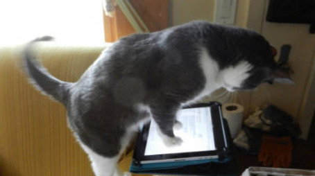 My Cat from Hell Сезон 6