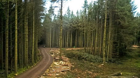 Kielder Forest (2021) - Episode 50 poster and promotional image