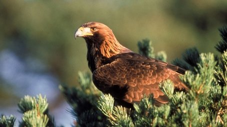 Eagles (1998) - Episode 15 poster and promotional image