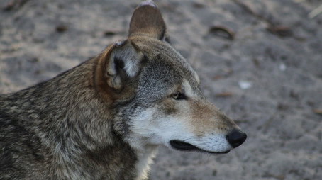 Secrets of the Zoo: Tampa Stagione 4