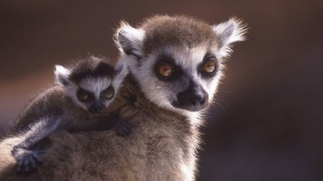 A Lemur's Tale (1997) - Episode 8 poster and promotional image