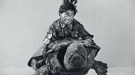 Grow Up! Little Turtle (1966) - Episode 6 poster and promotional image