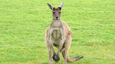 Animal Park Stagione 20