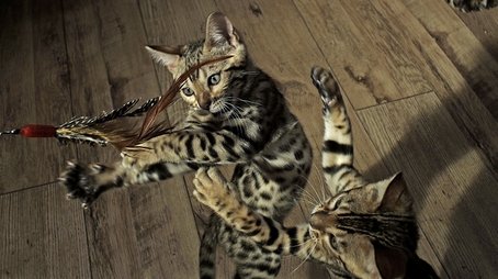 Pets: Wild At Heart: Playful Creatures (2015) - Episode 5 poster and promotional image