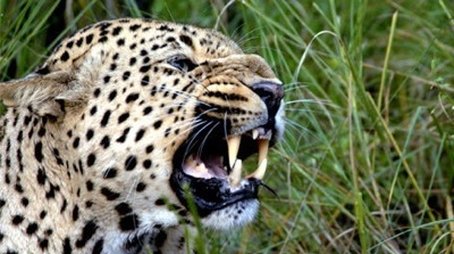 The Secret Leopards (2010) - Episode 9 poster and promotional image