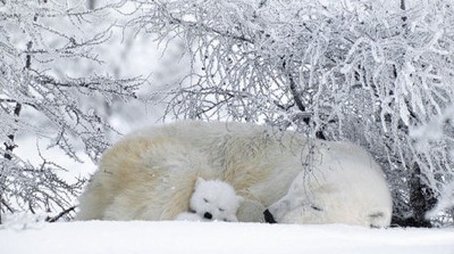 Polar Bears & Grizzlies: Bears on Top of the World (2009) - Episode 9 poster and promotional image