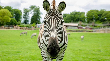 Animal Park Stagione 20