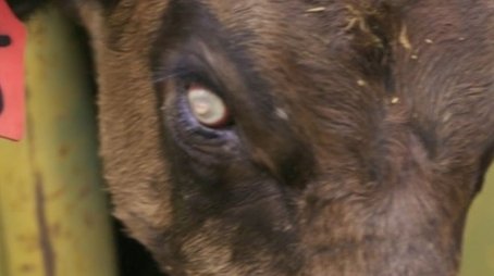 O Segredo do Rancho Skinwalker59