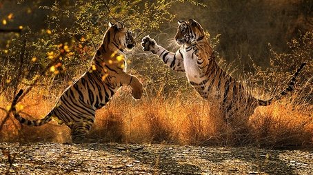 A Tiger Called Broken Tail (2011) - Episode 12 poster and promotional image