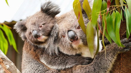 Animal Park Stagione 22