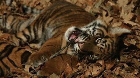 Battle to Save the Tiger (2007) - Episode 2 poster and promotional image