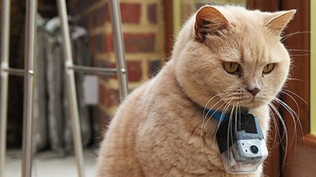 Little Cat Diaries (2013) - Episode 12 poster and promotional image