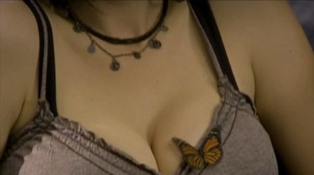 Mein Schmetterling