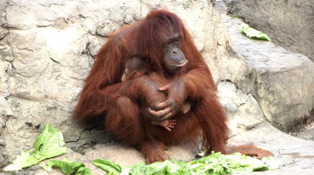 Secrets of the Zoo: Tampa Stagione 3