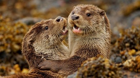 Charlie and the Curious Otters (2017) - Episode 3 poster and promotional image