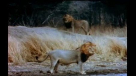 Mutual of Omaha's Wild Kingdom Сезон 2