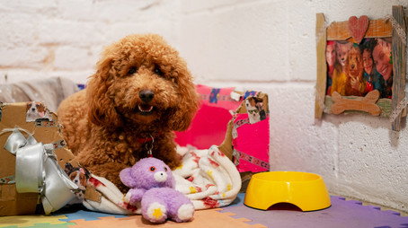 Waffle the Wonder Dog Сезон 3