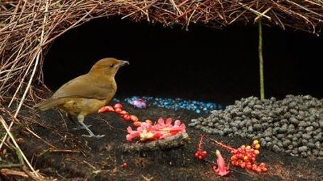 Bower Birds: The Art of Seduction (2000) - Episode 9 poster and promotional image