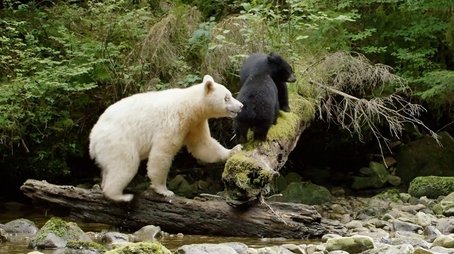 Ghost Bear Family (2015) - Episode 9 poster and promotional image