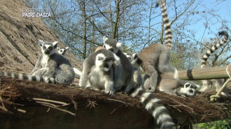 Expédition Pairi Daiza Сезон 1