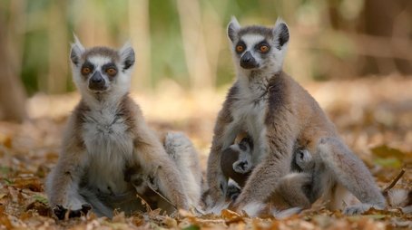 Primates 02: Family Matters (2020) - Episode 4 poster and promotional image