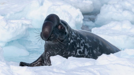 Frozen Planet II Сезон 1