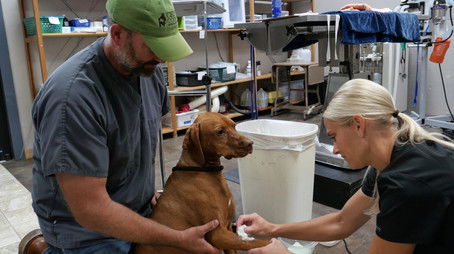 Lights, Camera, Auction! (2022) - Episode 4 poster and promotional image