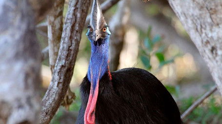 Jurassic Jungle (2014) - Episode 167 poster and promotional image