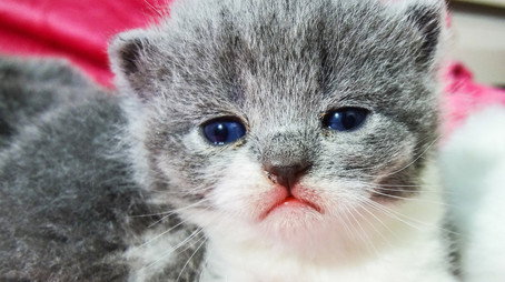Too Cute 시즌 5