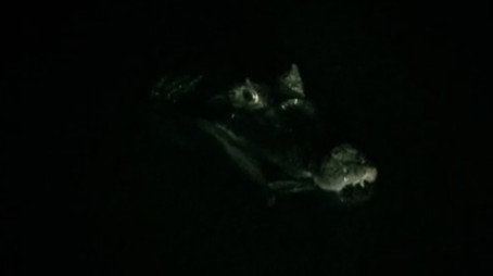 River Monsters Сезон 0
