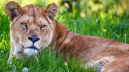 Animal Park Stagione 22