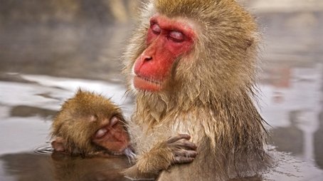 Primates (2009) - Episode 10 poster and promotional image
