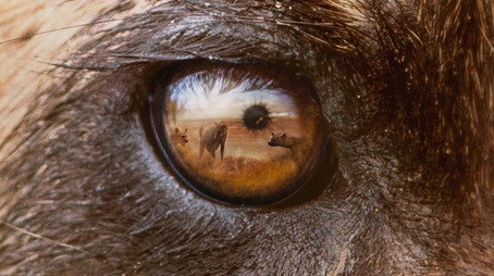 Predators Сезон 1