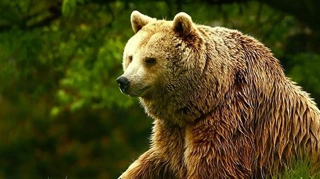 Unedited Footage of a Bear (2014) - Episode 18 poster and promotional image