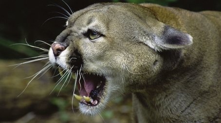 Wild Predator Invasion (2014) - Episode 16 poster and promotional image