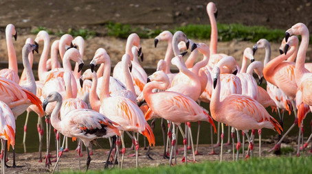 Animal Park Stagione 20