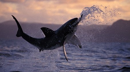 Sharkland (2007) - Episode 13 poster and promotional image